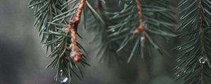 Preview wallpaper spruce, branch, needles, water, macro