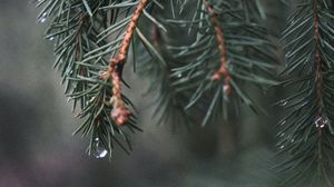 Preview wallpaper spruce, branch, needles, water, macro