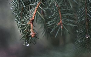 Preview wallpaper spruce, branch, needles, water, macro