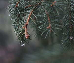 Preview wallpaper spruce, branch, needles, water, macro