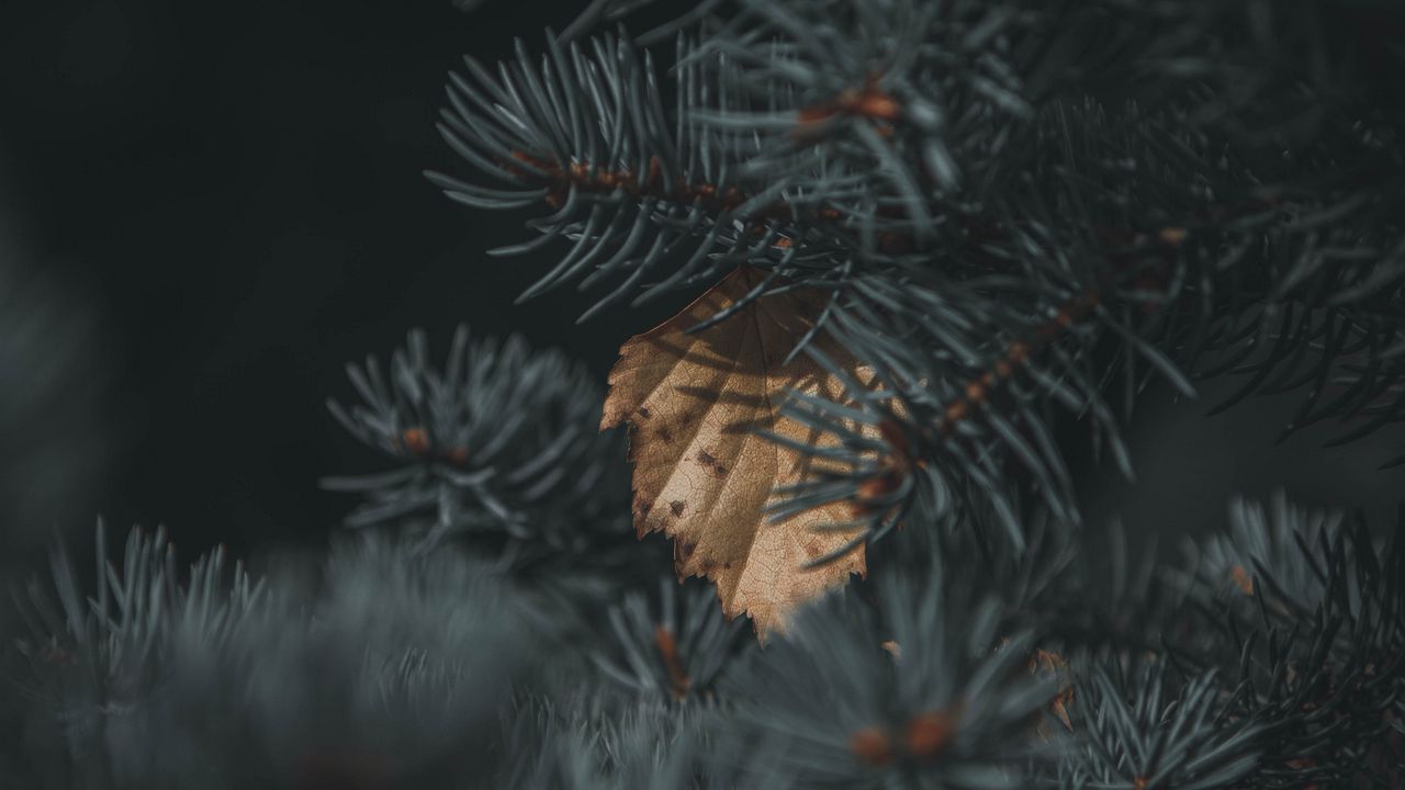 Wallpaper spruce, branch, needles, leaf, autumn