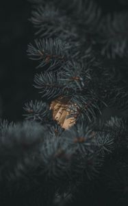 Preview wallpaper spruce, branch, needles, leaf, autumn