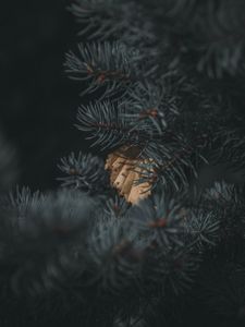 Preview wallpaper spruce, branch, needles, leaf, autumn