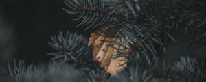 Preview wallpaper spruce, branch, needles, leaf, autumn