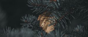 Preview wallpaper spruce, branch, needles, leaf, autumn