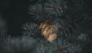 Preview wallpaper spruce, branch, needles, leaf, autumn