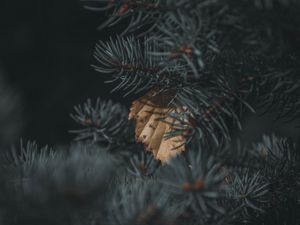 Preview wallpaper spruce, branch, needles, leaf, autumn