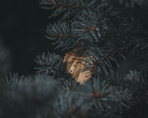 Preview wallpaper spruce, branch, needles, leaf, autumn