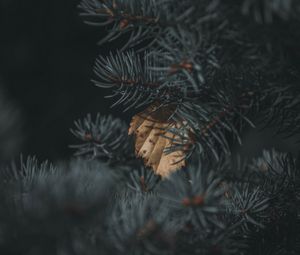 Preview wallpaper spruce, branch, needles, leaf, autumn