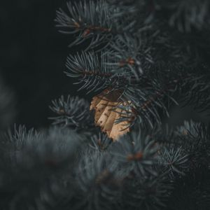 Preview wallpaper spruce, branch, needles, leaf, autumn