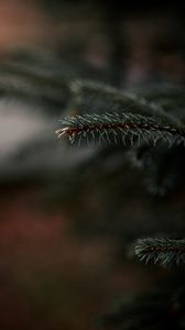 Preview wallpaper spruce, branch, needles, plant, macro