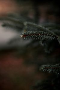 Preview wallpaper spruce, branch, needles, plant, macro