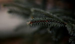 Preview wallpaper spruce, branch, needles, plant, macro