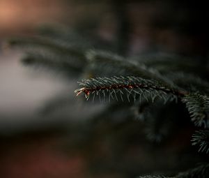 Preview wallpaper spruce, branch, needles, plant, macro