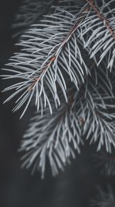 Preview wallpaper spruce, branch, needles, macro, plant