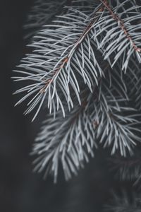 Preview wallpaper spruce, branch, needles, macro, plant