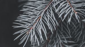 Preview wallpaper spruce, branch, needles, macro, plant