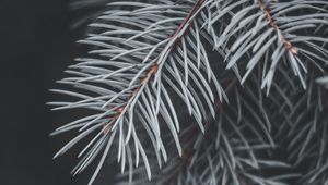 Preview wallpaper spruce, branch, needles, macro, plant