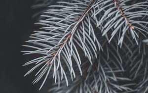 Preview wallpaper spruce, branch, needles, macro, plant