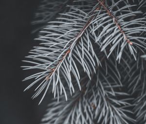 Preview wallpaper spruce, branch, needles, macro, plant