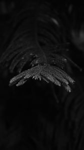 Preview wallpaper spruce, branch, needles, plant, bw