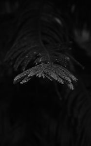 Preview wallpaper spruce, branch, needles, plant, bw