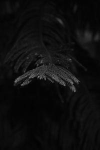 Preview wallpaper spruce, branch, needles, plant, bw