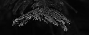 Preview wallpaper spruce, branch, needles, plant, bw