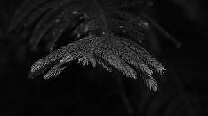 Preview wallpaper spruce, branch, needles, plant, bw