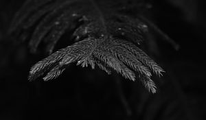 Preview wallpaper spruce, branch, needles, plant, bw