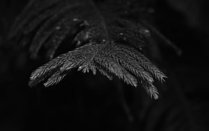 Preview wallpaper spruce, branch, needles, plant, bw