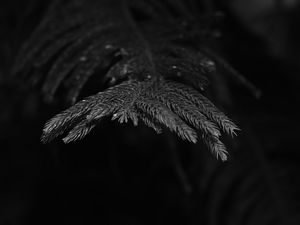 Preview wallpaper spruce, branch, needles, plant, bw
