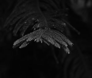 Preview wallpaper spruce, branch, needles, plant, bw