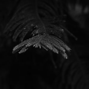 Preview wallpaper spruce, branch, needles, plant, bw