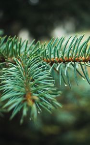 Preview wallpaper spruce, branch, needles, drops, macro, plant