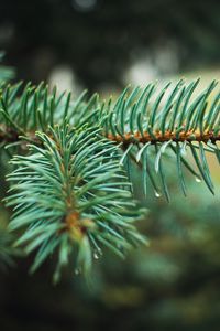 Preview wallpaper spruce, branch, needles, drops, macro, plant