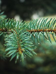 Preview wallpaper spruce, branch, needles, drops, macro, plant