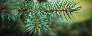 Preview wallpaper spruce, branch, needles, drops, macro, plant