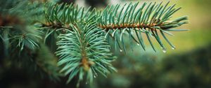 Preview wallpaper spruce, branch, needles, drops, macro, plant