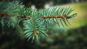 Preview wallpaper spruce, branch, needles, drops, macro, plant