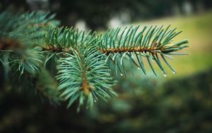 Preview wallpaper spruce, branch, needles, drops, macro, plant