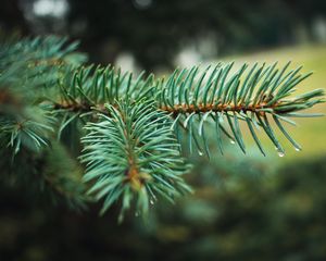 Preview wallpaper spruce, branch, needles, drops, macro, plant