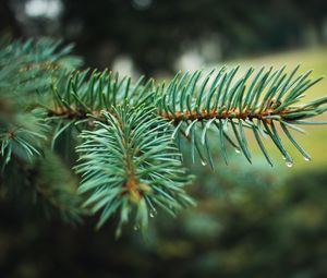 Preview wallpaper spruce, branch, needles, drops, macro, plant