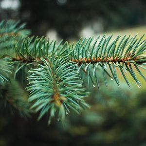 Preview wallpaper spruce, branch, needles, drops, macro, plant