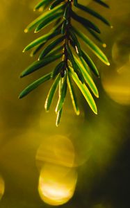 Preview wallpaper spruce, branch, needles, bokeh, glare, macro