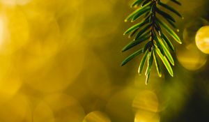 Preview wallpaper spruce, branch, needles, bokeh, glare, macro