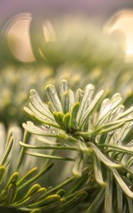 Preview wallpaper spruce, branch, needles, drops, macro, green