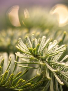 Preview wallpaper spruce, branch, needles, drops, macro, green