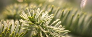 Preview wallpaper spruce, branch, needles, drops, macro, green