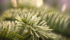 Preview wallpaper spruce, branch, needles, drops, macro, green